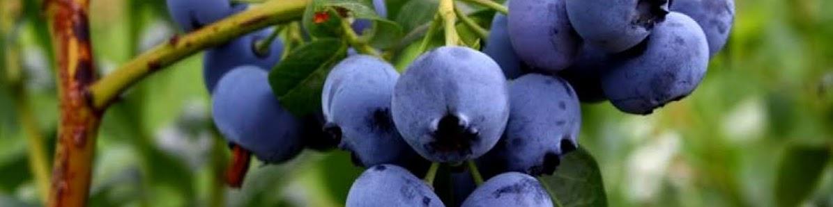 Blueberries